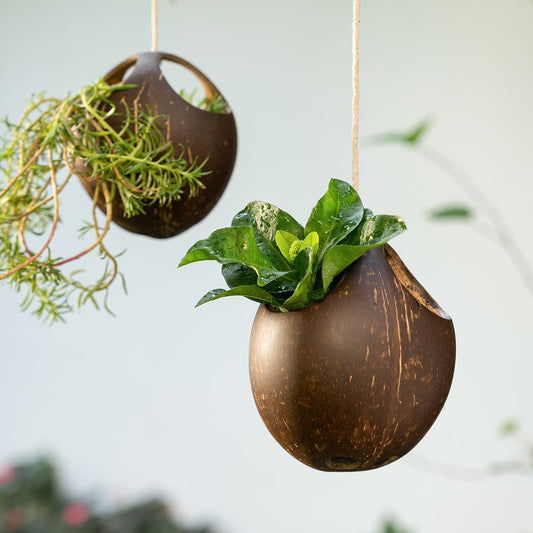Lavanya Coconut Shell Planter - Set of 2 Planters