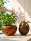 Haritha Combo - One Hanging Coconut Shell Planter and a Terracotta Planter